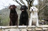 LABRADOR 708